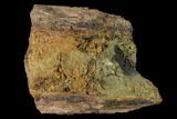 Hadrosaur (Edmontosaurus) Bone Section - South Dakota #145878-2